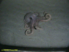 Benthoctopus sp.