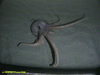 Benthoctopus sp.