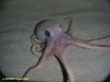 Benthoctopus sp.