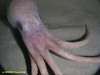 Benthoctopus sp.