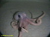Benthoctopus sp.