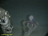 Benthoctopus sp.