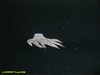 Benthoctopus sp.