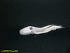 Benthoctopus sp.