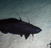 Antimora rostrata