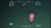 Swimming sea cucumber