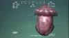 Swimming sea cucumber