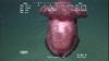 Swimming sea cucumber