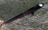 Ipnops sp.