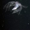Pelagic holothurian