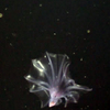 Pelagic holothurian