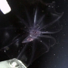 Pelagic holothurian