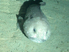 Blobfish