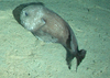 Blobfish