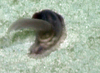 Sea Cucumber