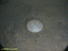 echinothuriid
echinoid
