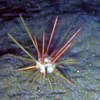 Pencil Spine Urchin