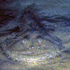 Monkfish