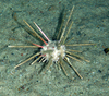 Pencil spine urchin