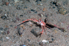 Squat lobster
