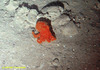 Benthoctopus sp.