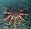 Red Sunstar