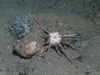 Pencil spine urchin