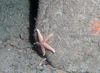 Asterias rubens