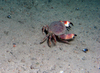 Cancer pagurus