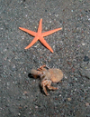 Hermit crab and starfish