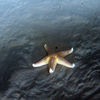Asterias rubens