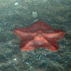 Anseropoda placenta