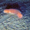 Parastichopus tremulus