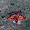 Porania pulvillus
