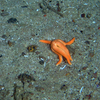 Stichastrella rosea