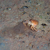 Hermit crab
