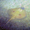 Cuckoo Ray