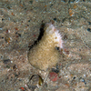 Hormathiid anemone