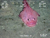 Coffinfish