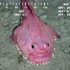 Coffinfish