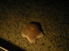 Diplopteraster multipes