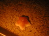 Diplopteraster multipes