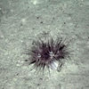 Actinernus sp.