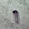 Sea Cucumber