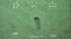 Sea Cucumber