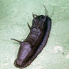 Sea cucumber