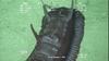 Sea cucumber