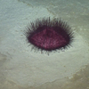 Echinothuriid