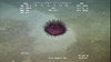 Echinothuriid