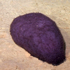 Benthothuria